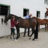 2009_06_28_ponyausritt