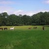 Schulpferde_Sommerweide