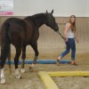 top_horses2013