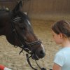 top_horses2013