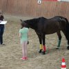 Top_Horses_2014