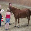 Top_Horses_2014