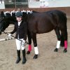 Top_Horses_2016