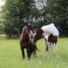 Schulpferde_Sommerweide