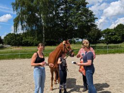 Top Horses 2024
