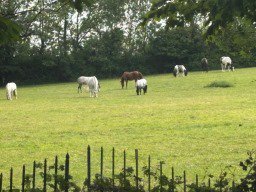 Schulpferde Sommerpause/Sommerweide