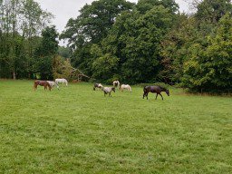 Schulpferde Sommerpause/Sommerweide