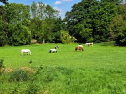 Schulpferde Sommerpause/Sommerweide