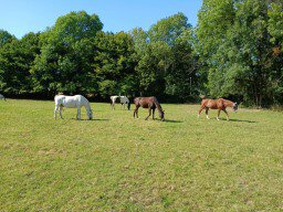Schulpferde Sommerpause/Sommerweide