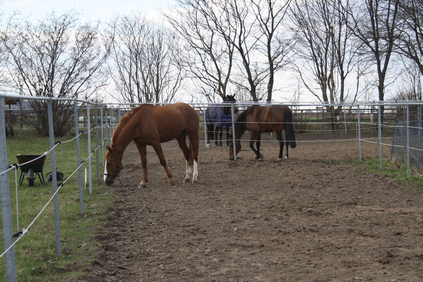 Paddocks im Verein St. Georg Barsinghausen e.V.