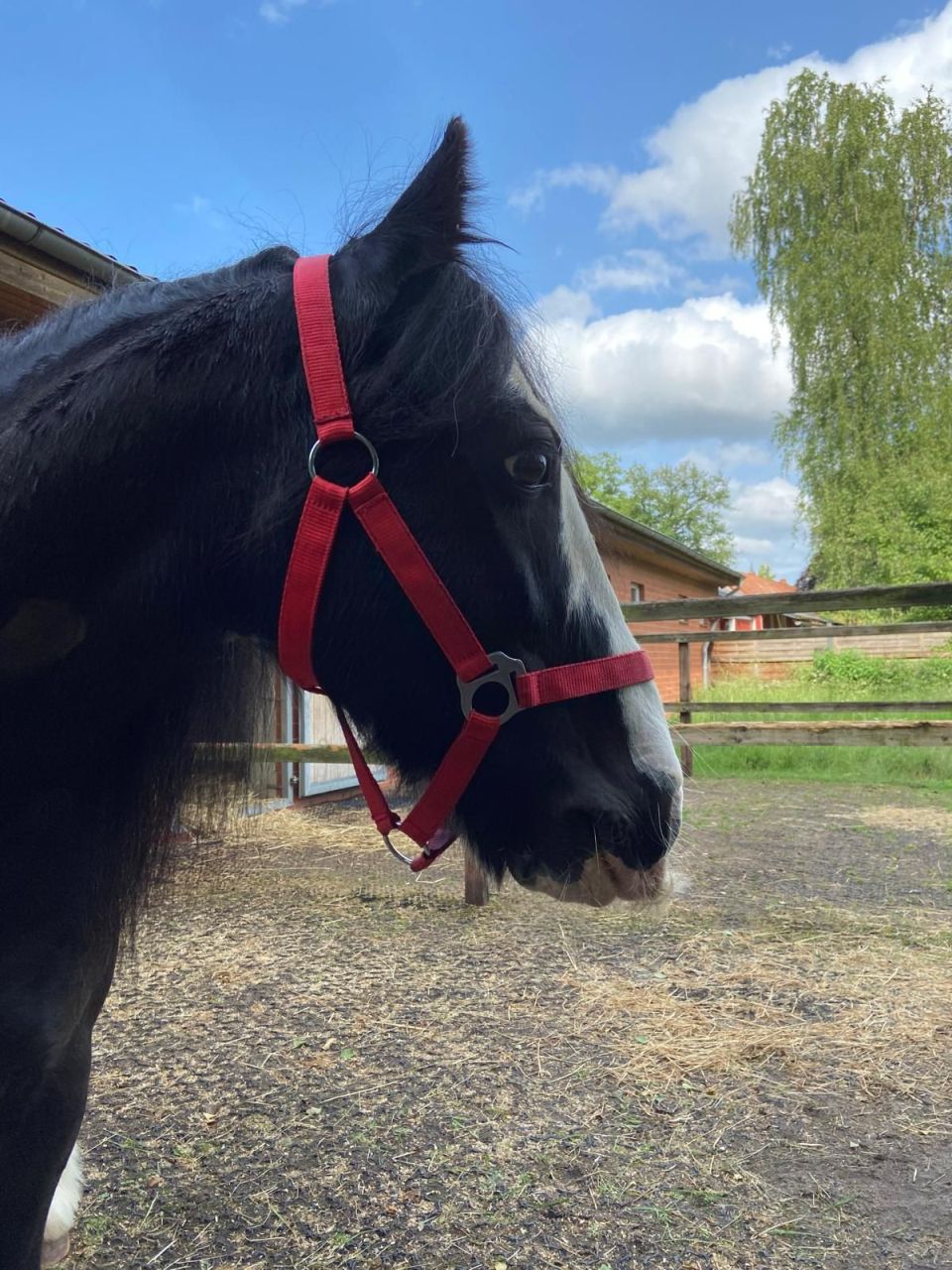 Blacky Klinik